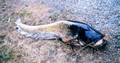Siluro Aronne 25 Kg.jpg (30216 byte)