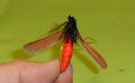 pc220011.jpg (7544 byte)