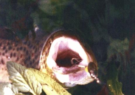 trotaEantialgaC.jpg (30627 byte)