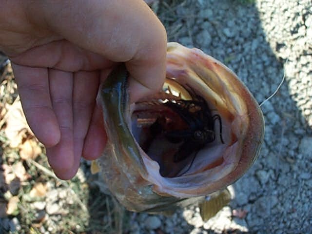 Bass1270Jig&PigB.jpg (54468 byte)